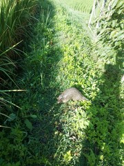 Manis pentadactyla pentadactyla