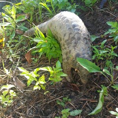 Manis pentadactyla pentadactyla