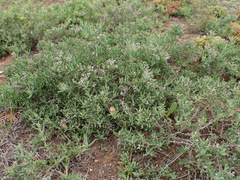 Delosperma testaceum