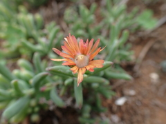 Delosperma testaceum
