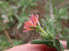 Delosperma testaceum