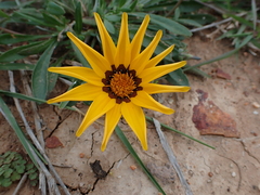 Gazania