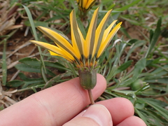 Gazania