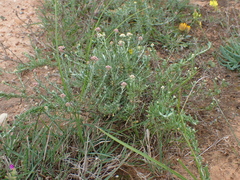 Helichrysum zeyheri