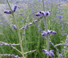 Salvia abrotanoides
