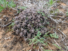 Anacampseros arachnoides