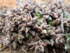 Anacampseros arachnoides