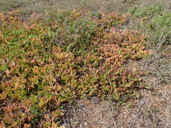 Mesembryanthemum haeckelianum