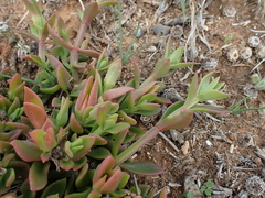 Mesembryanthemum haeckelianum