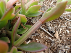 Mesembryanthemum haeckelianum