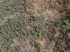 Trichodiadema barbatum