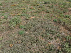 Trichodiadema barbatum