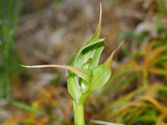 Pterostylis australis
