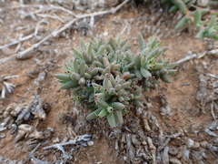 Trichodiadema barbatum