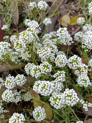 Lobularia maritima