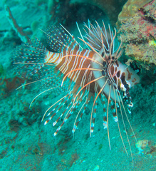 Pterois antennata