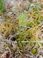 Pterostylis australis