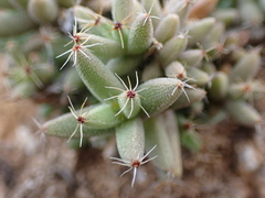 Trichodiadema barbatum