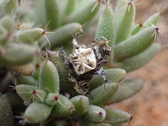 Trichodiadema barbatum