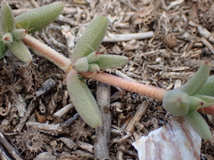 Trichodiadema barbatum