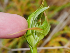 Pterostylis australis