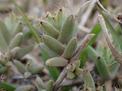 Trichodiadema barbatum
