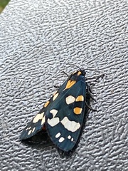 Callimorpha dominula