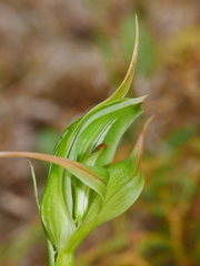 Pterostylis australis