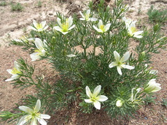 Peganum harmala