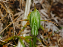 Pterostylis australis
