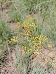 Tordylieae