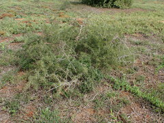 Asparagus