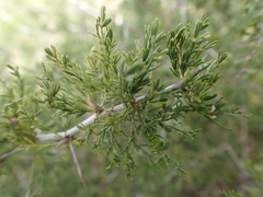 Asparagus
