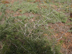 Asparagus