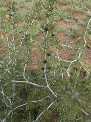 Asparagus