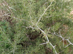 Asparagus