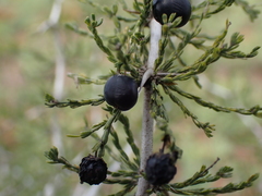 Asparagus