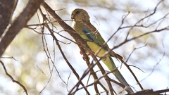 Psephotus varius
