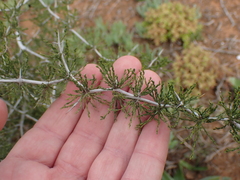 Asparagus