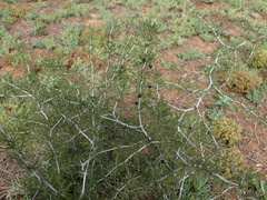 Asparagus