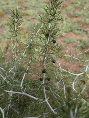 Asparagus