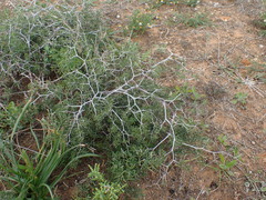Asparagus crassicladus