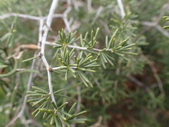Asparagus crassicladus