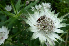 Dilophus nigrostigma