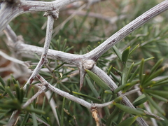 Asparagus crassicladus
