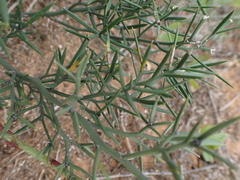 Asparagus striatus
