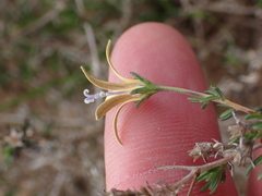 Wahlenbergia albens