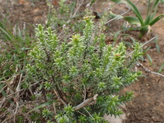 Oedera genistifolia