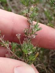 Wahlenbergia albens