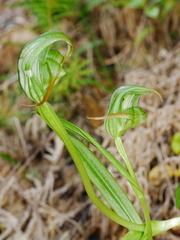 Pterostylis patens